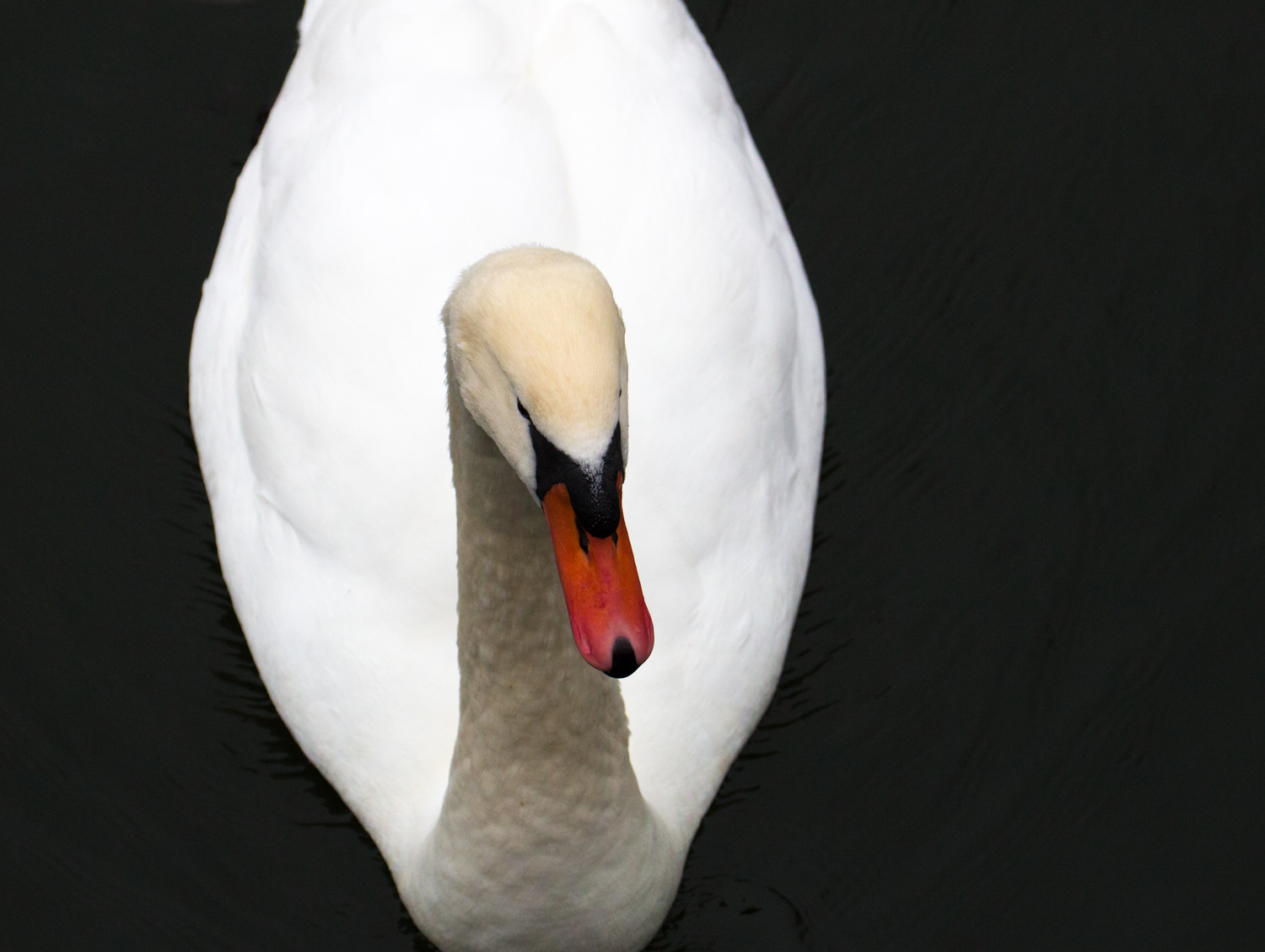  Portrait of a Swan 