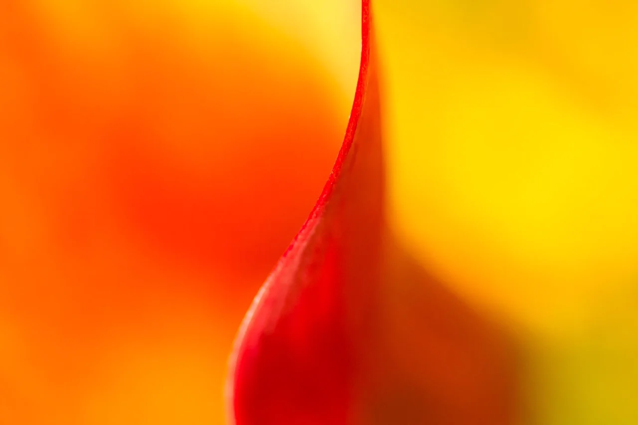 Inner Curve