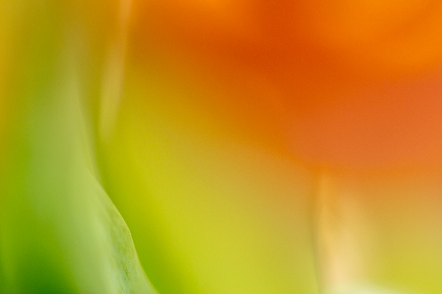  Subtle Body Tulip 