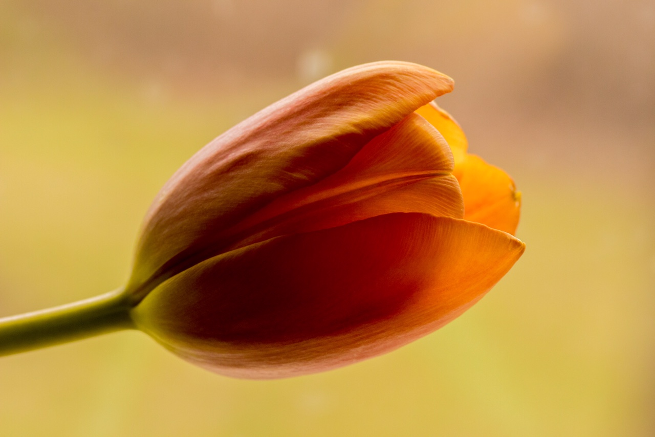  Blood Orange Tulip 