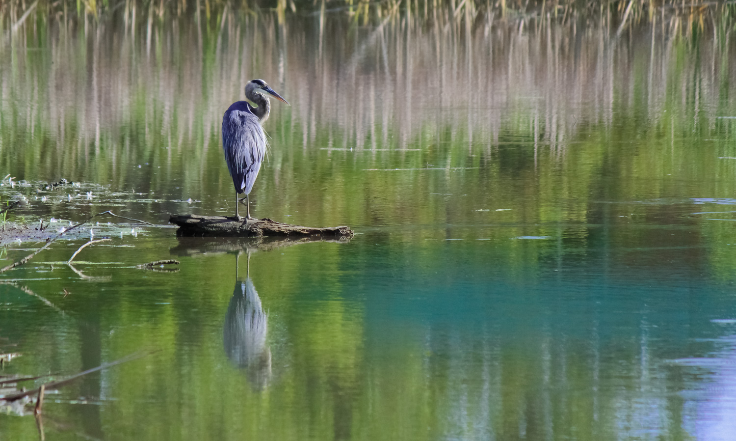 Heron Reflection 
