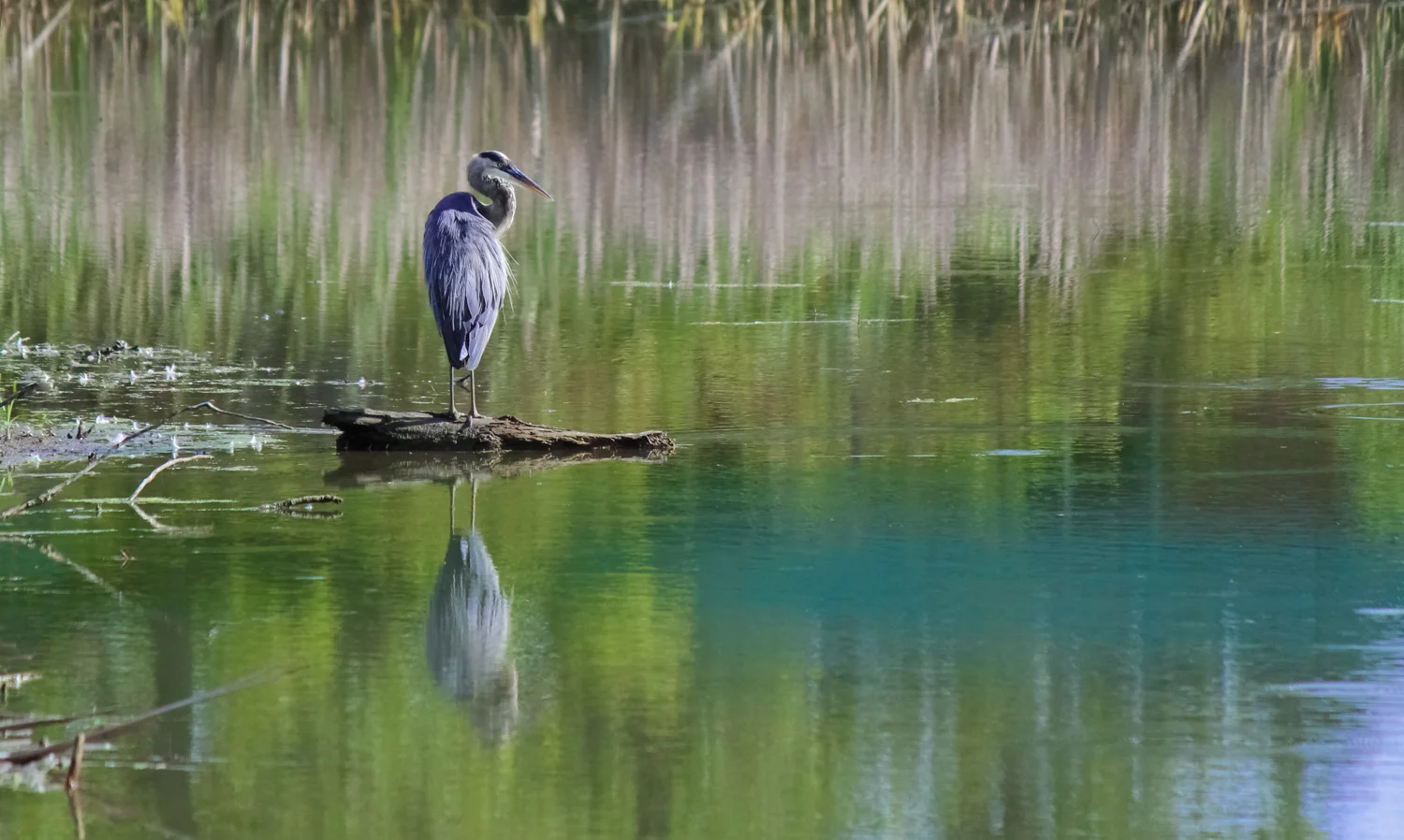 Heron Reflection