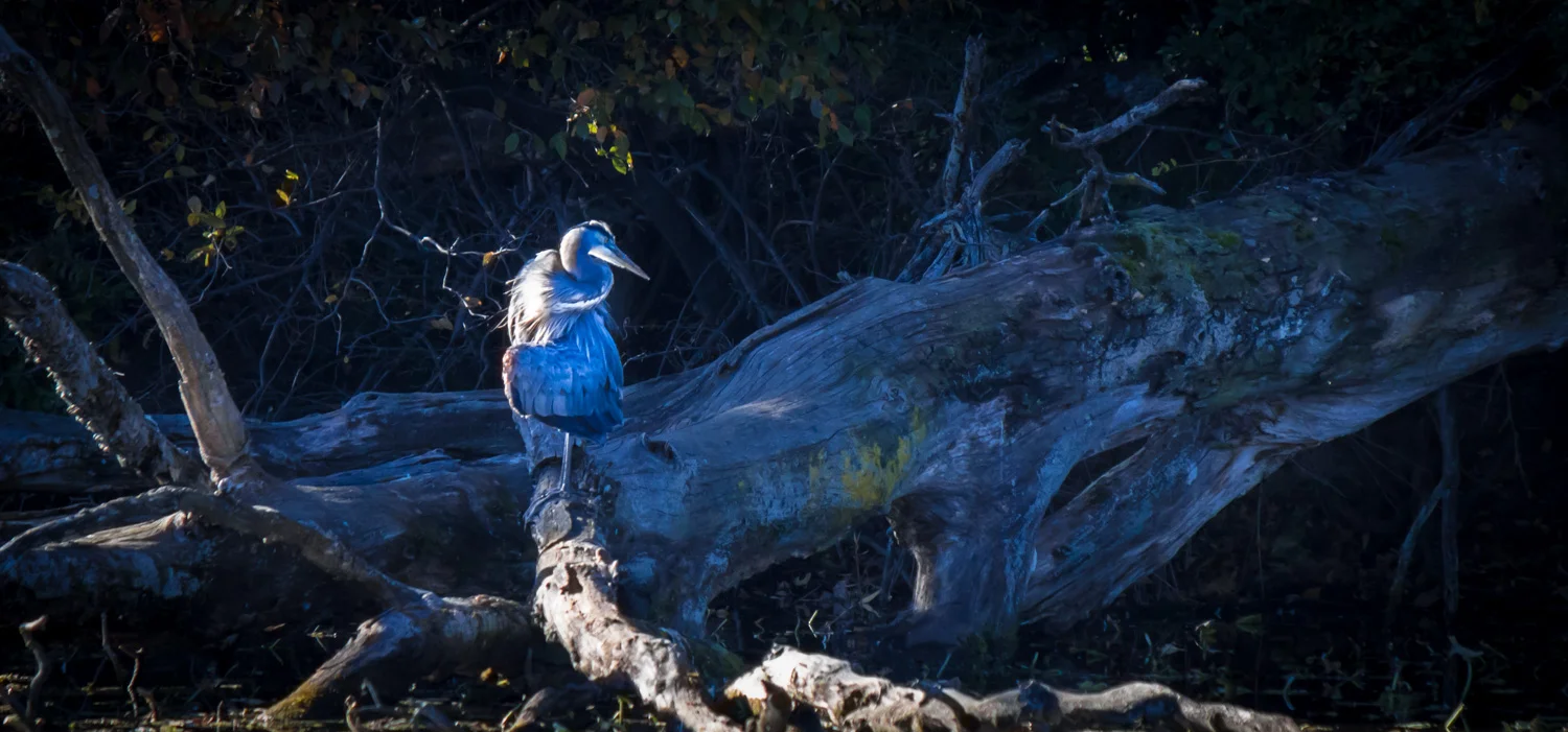 Spiral Heron in Shaft of Light