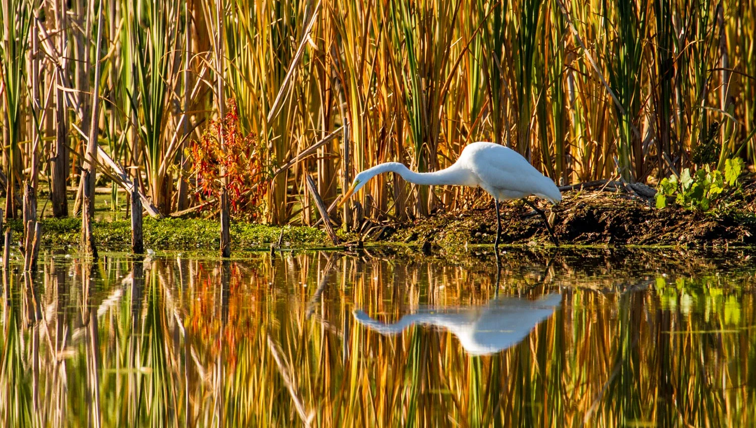 Autumn Egret