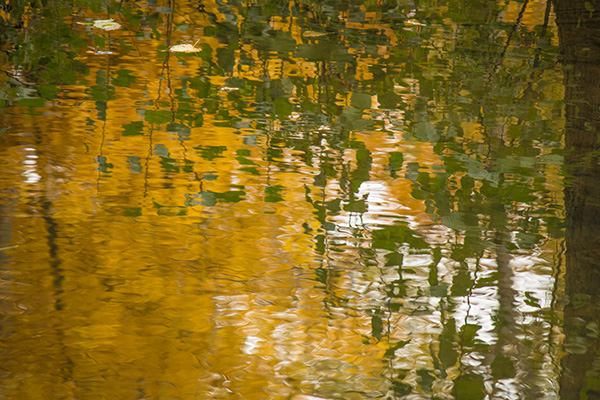  Liquid Light: Autumn Gold 