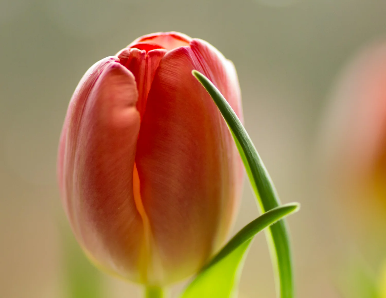 Apricot Tulip with Green