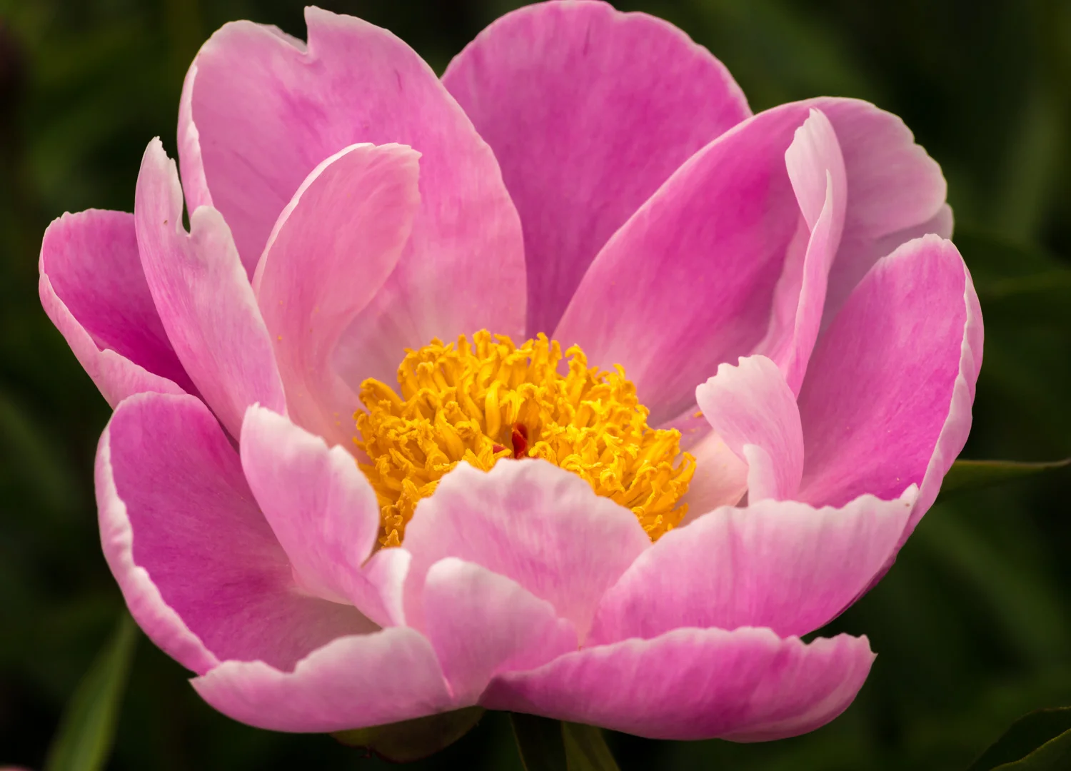Peony Chalice