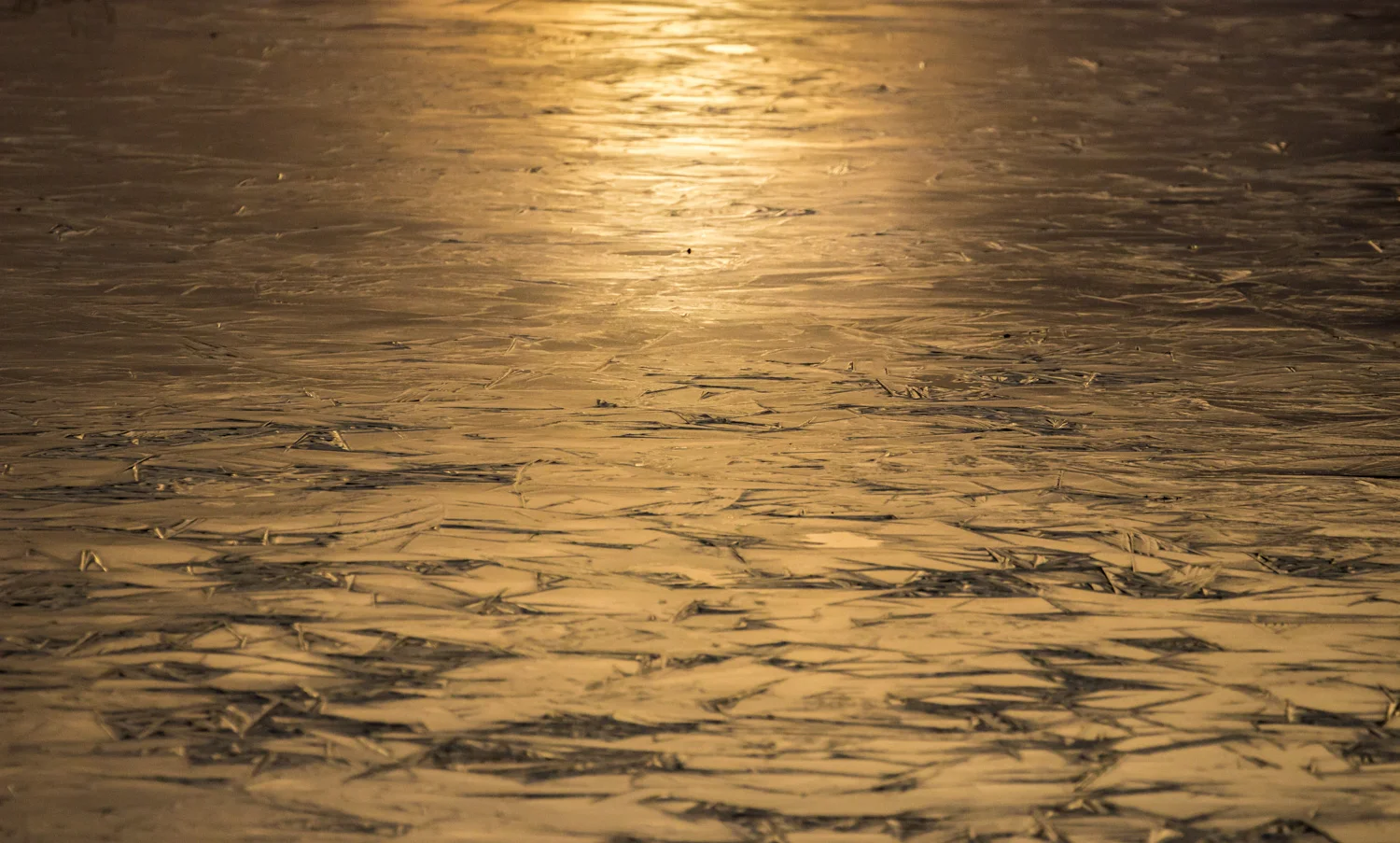 Winter Gold