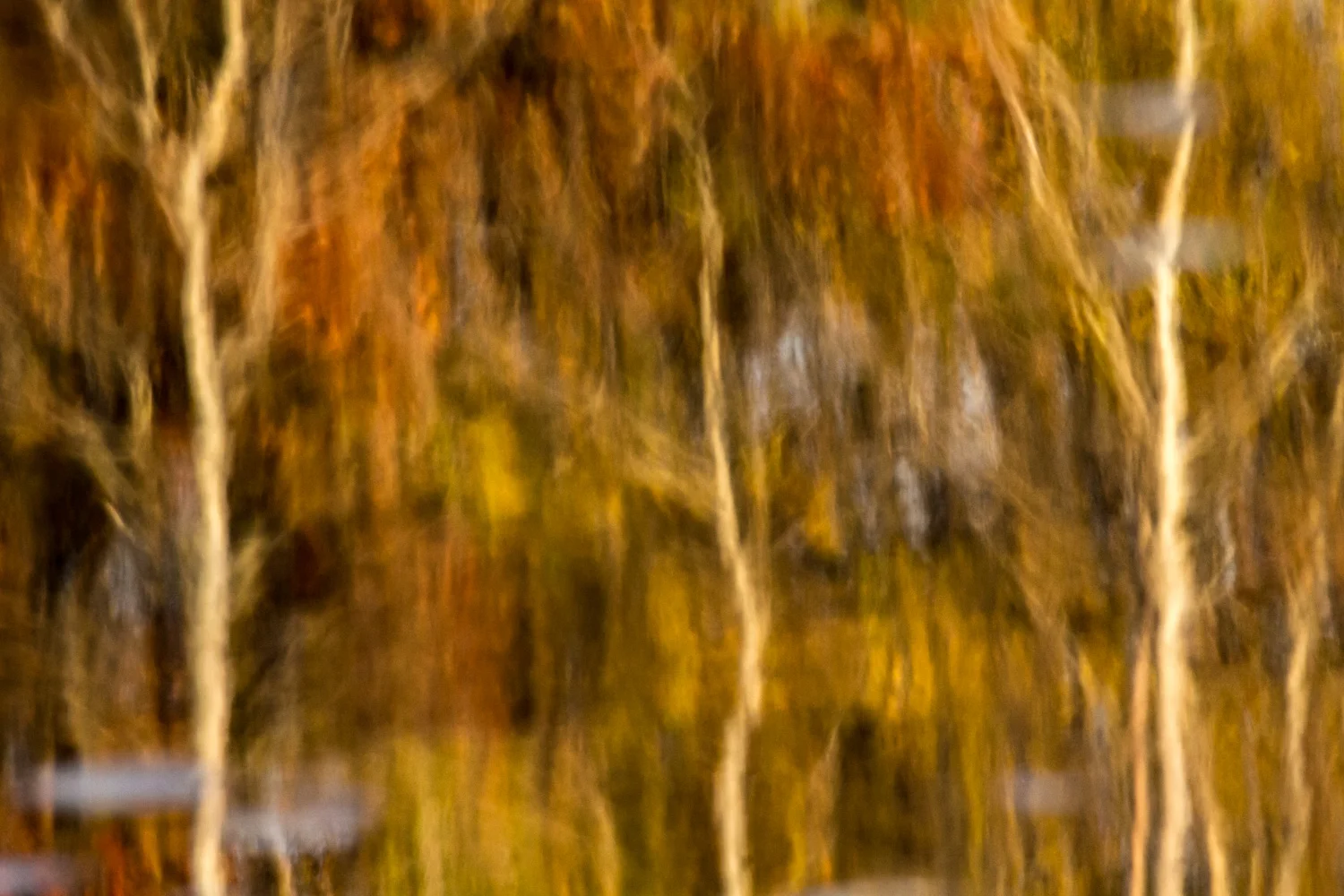 Autumn Abstract