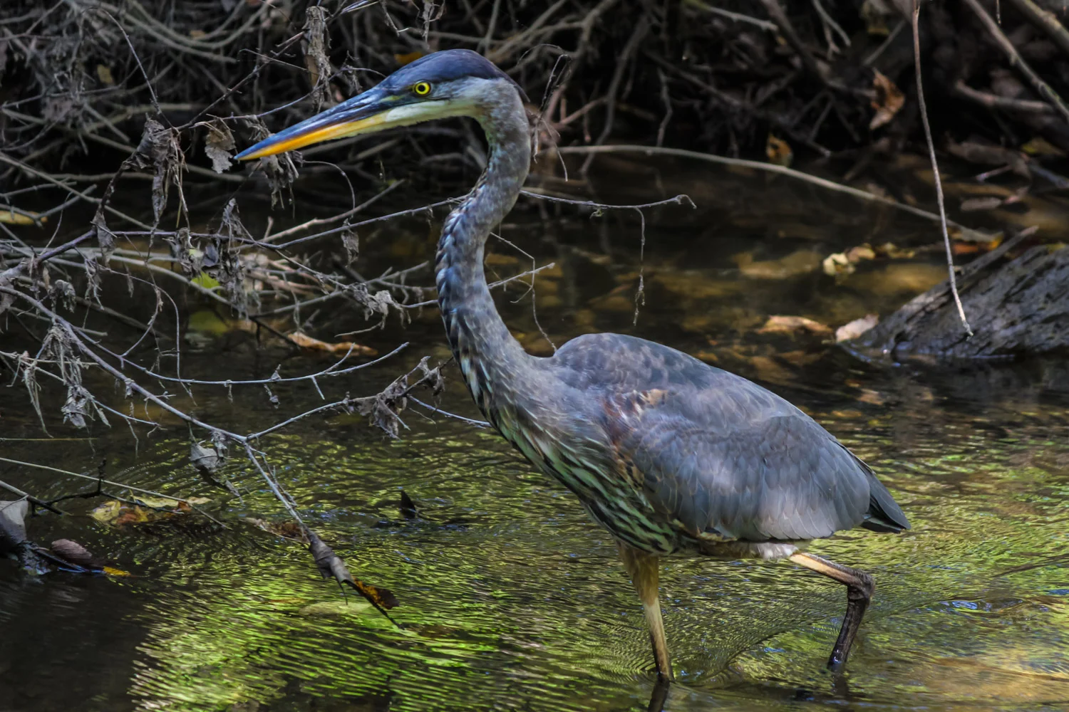 Ancient Stream Walker