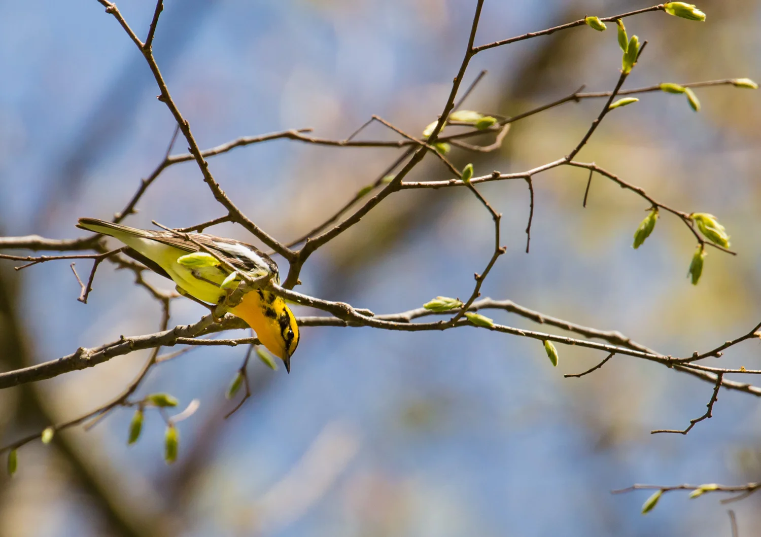 Blackburnian Warbler