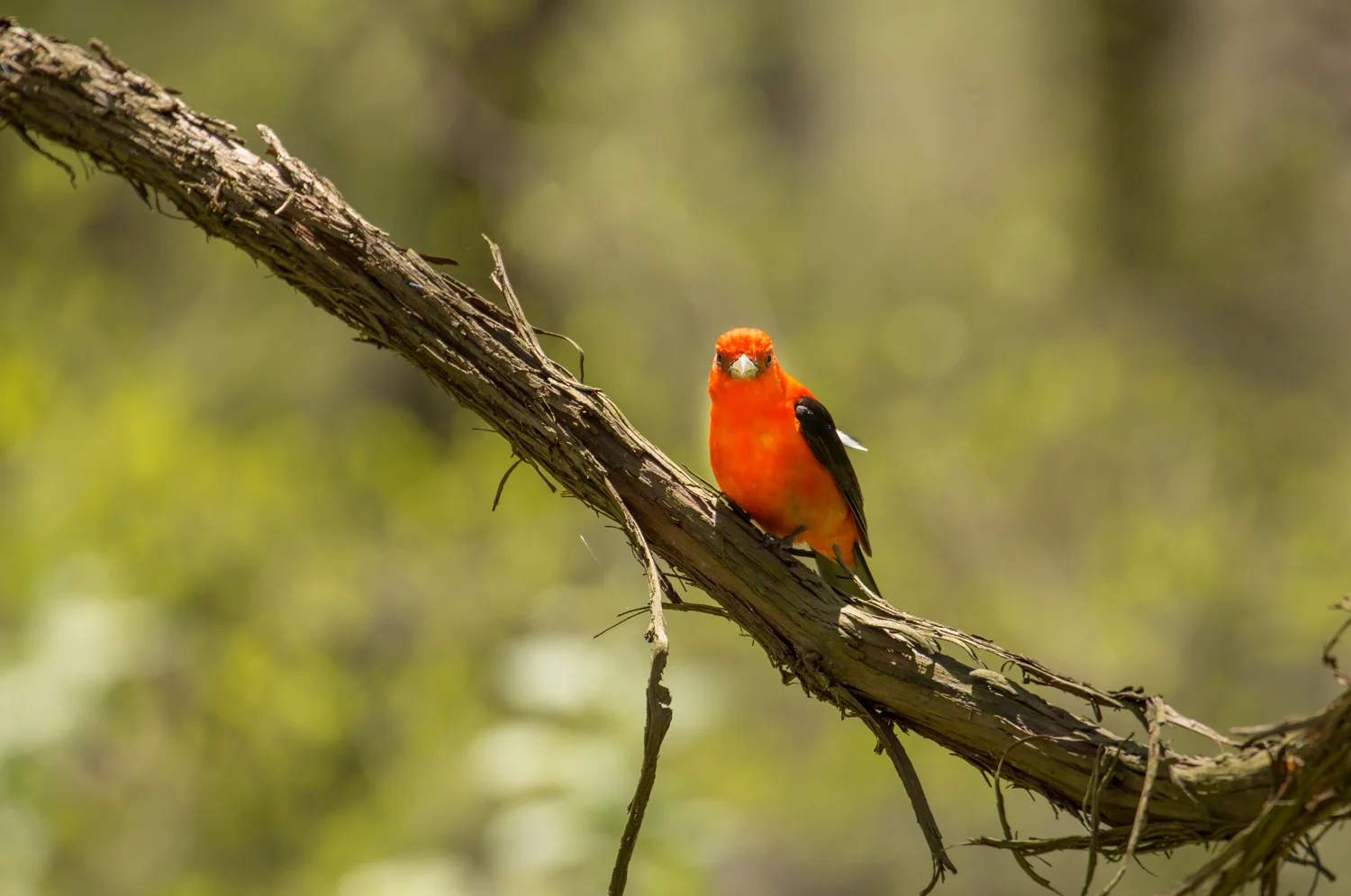 Scarlet Tanager 