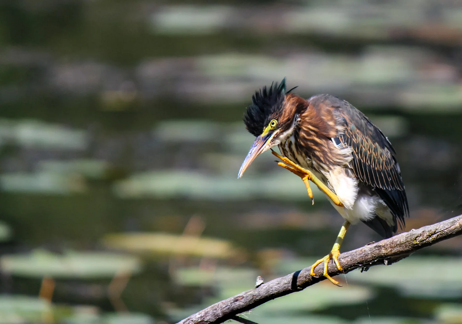 Green Heron