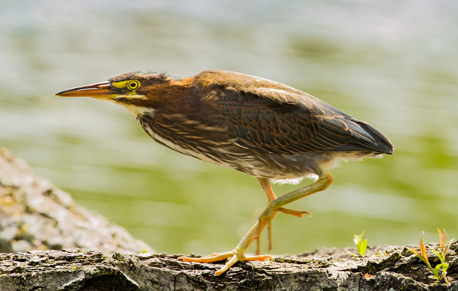 Green Heron on Log No. 2