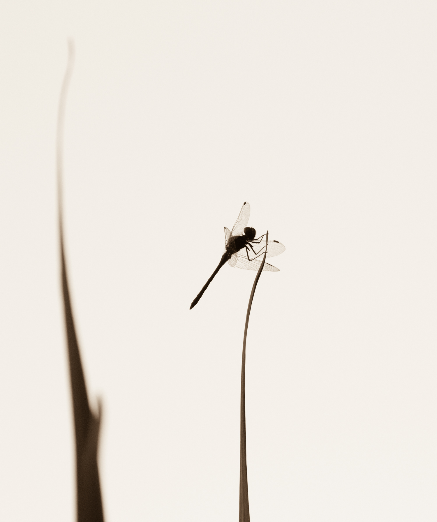  Dragonfly Silhouette 