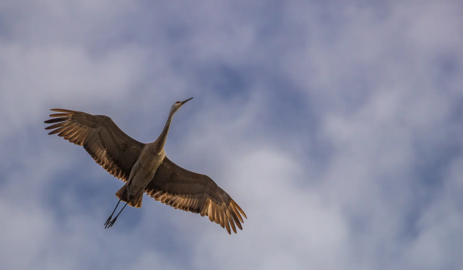 Sunlit Flyer