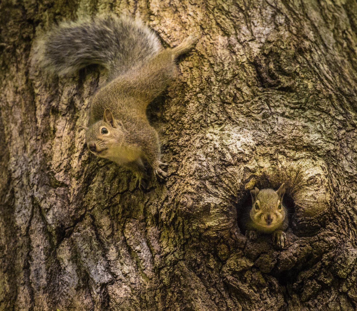  Tree and Squirrel Play 