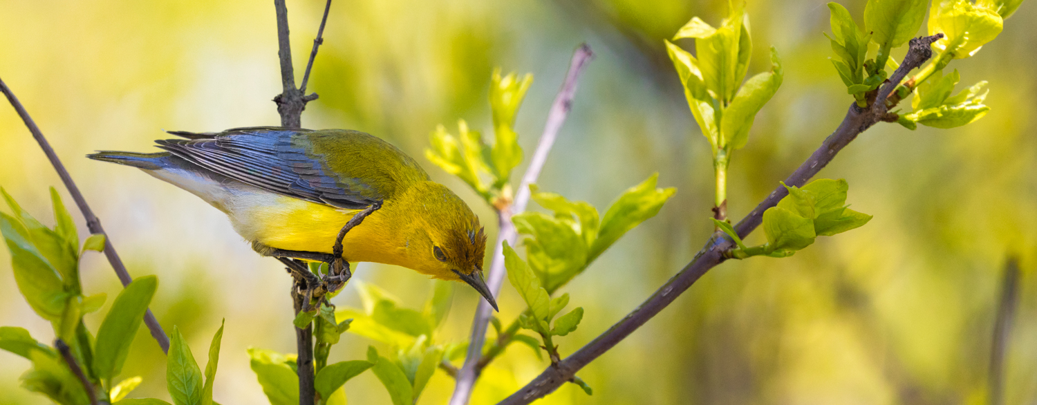  Prothonotary Warbler 