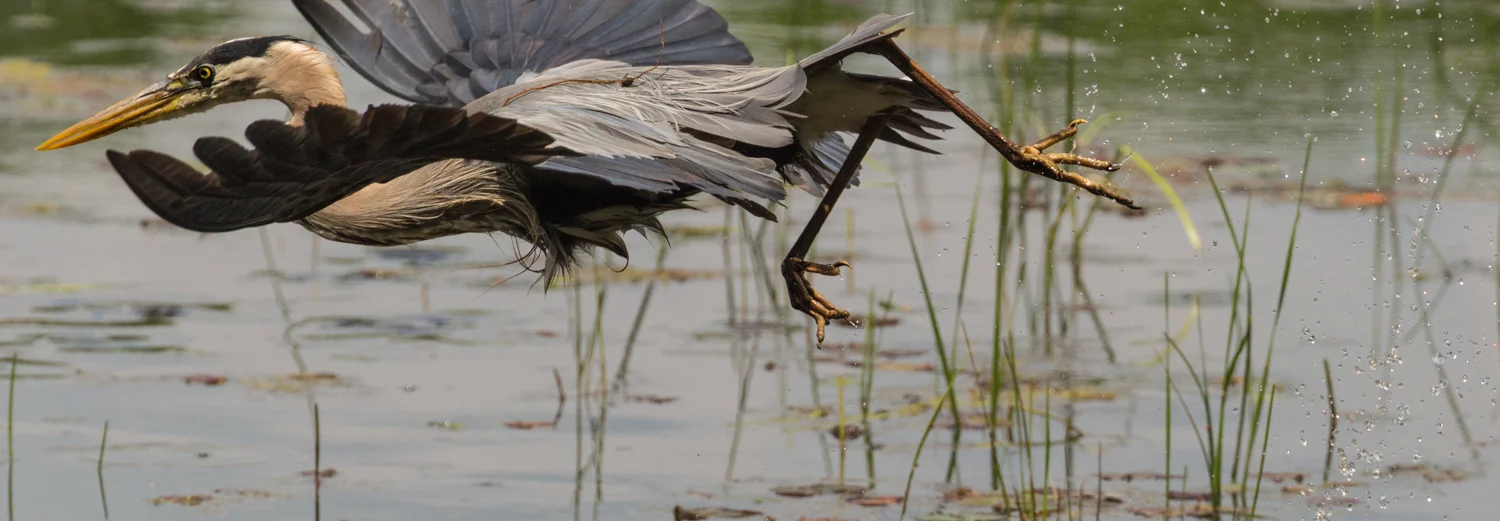 Kabuki Heron