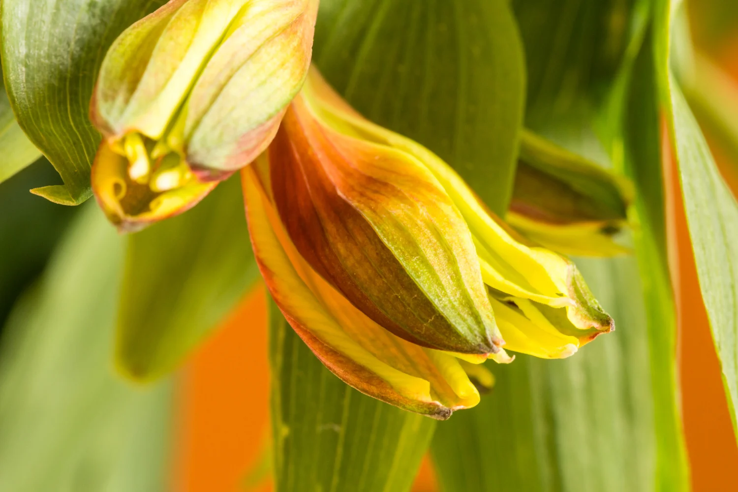 Alstroemeria
