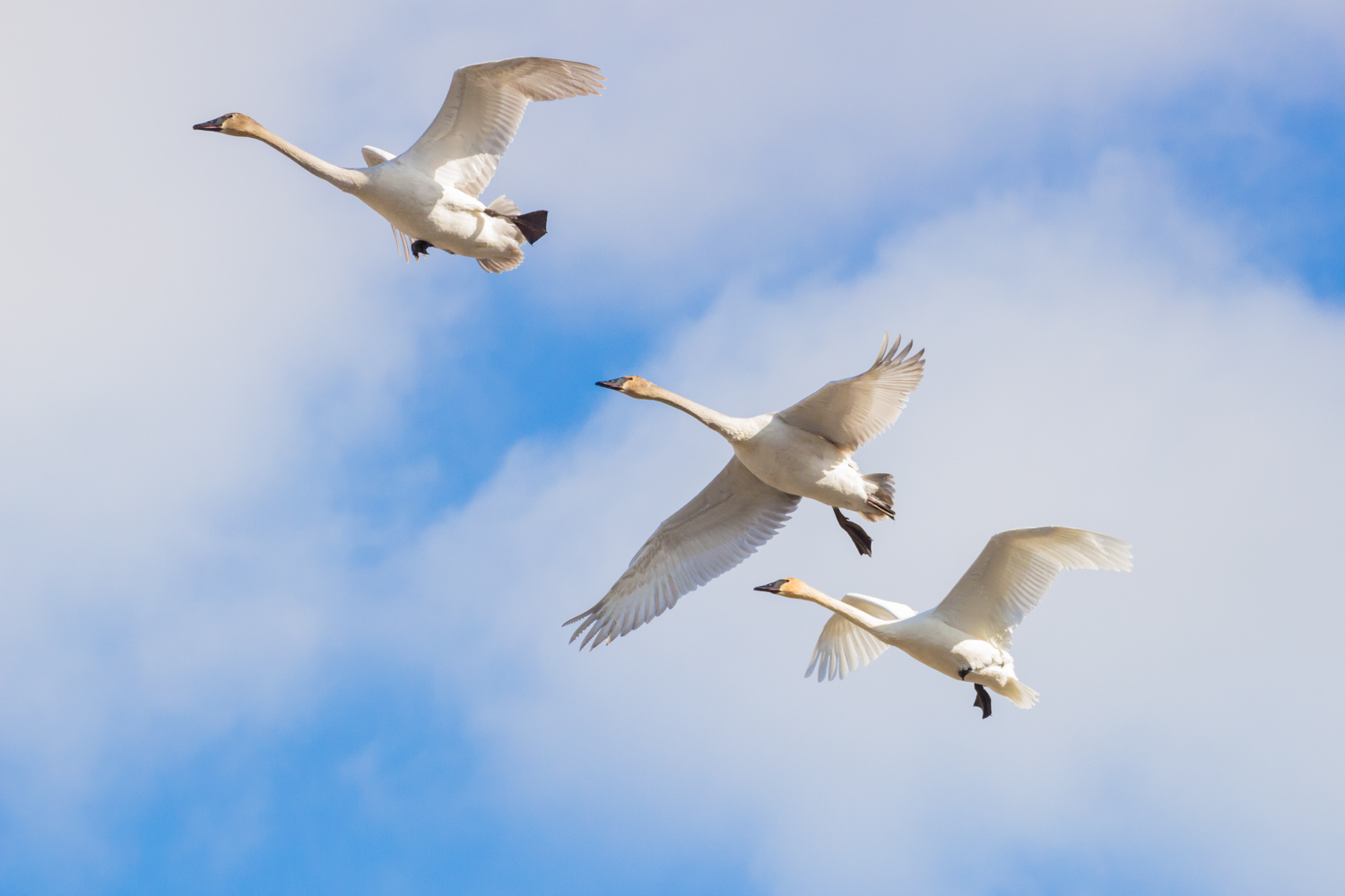  Three Swans Fly 