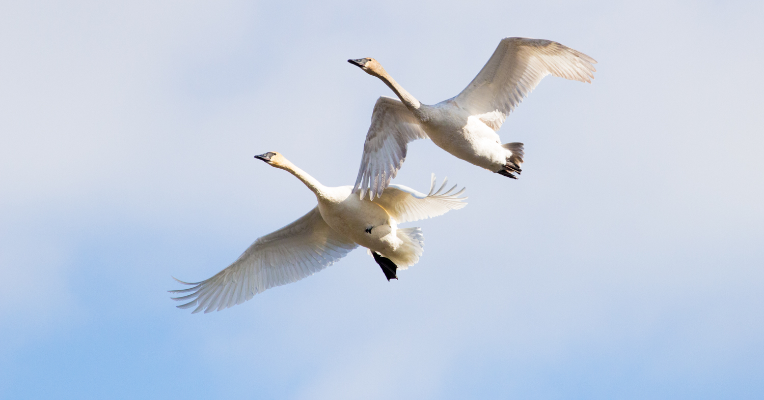  Swan Flight in Einter 