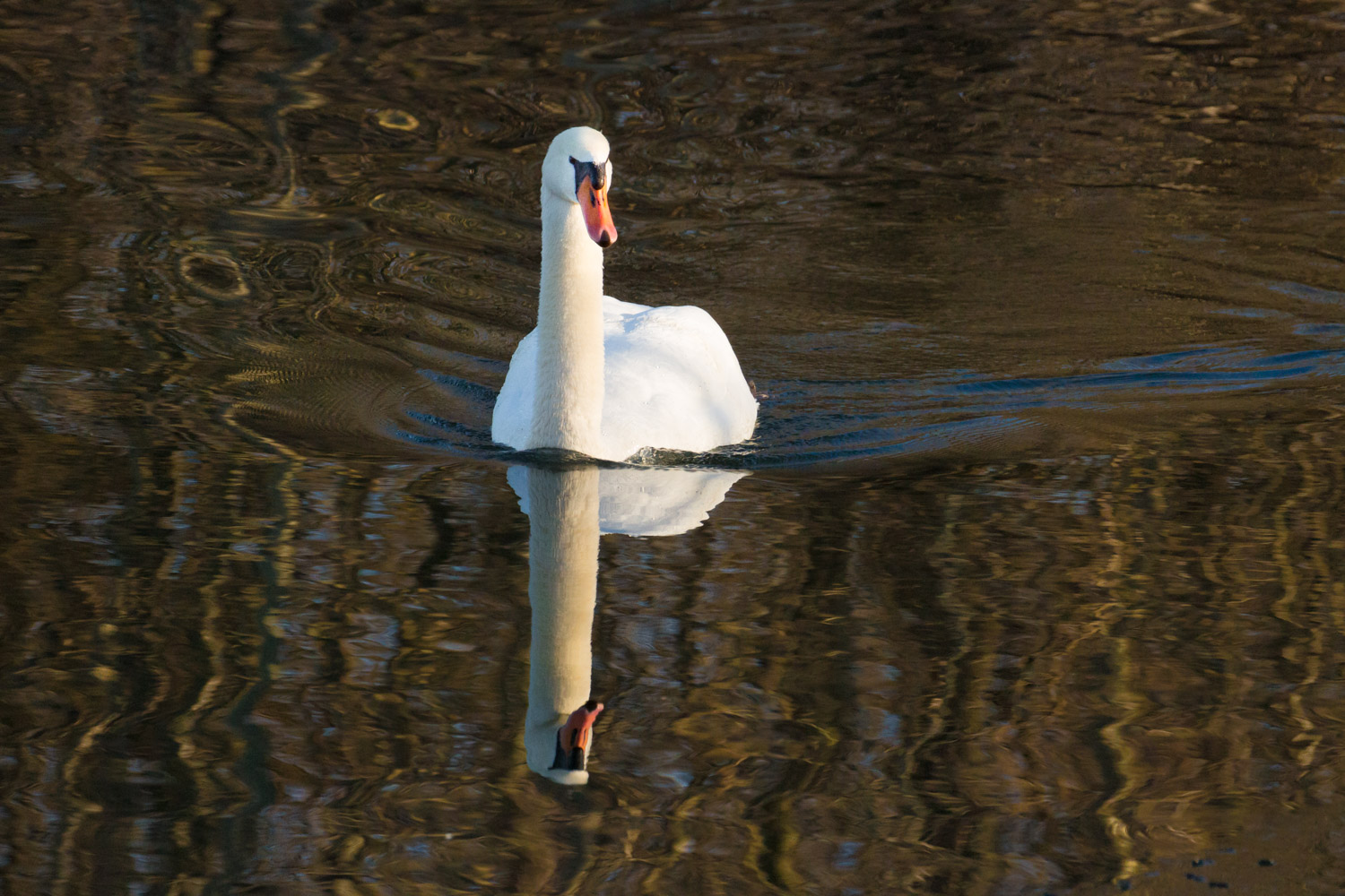  Swan in Liquid Light 