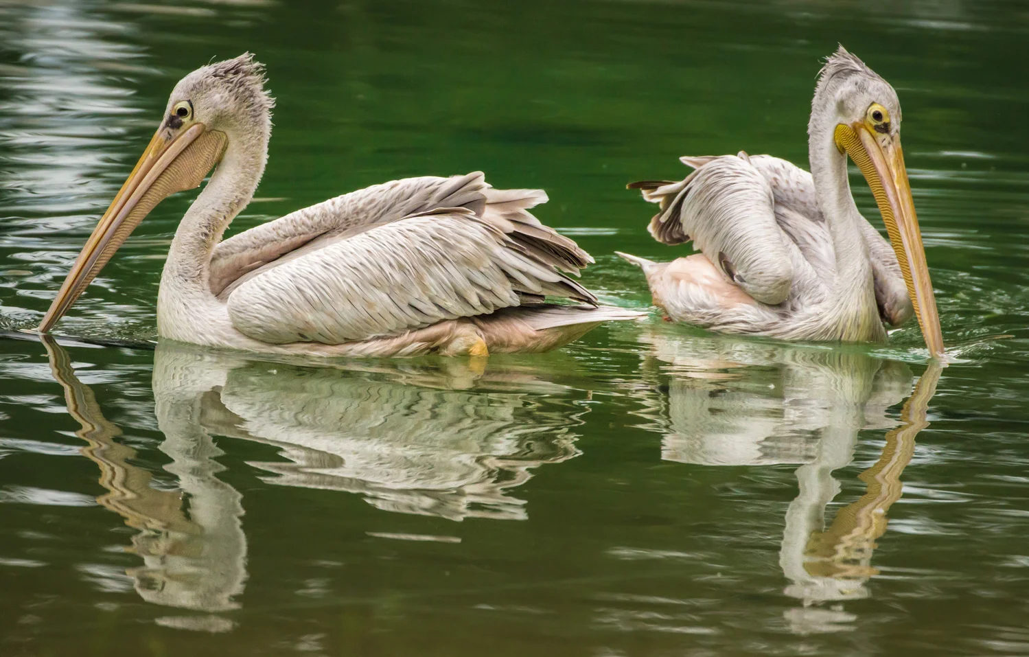 Pelican Hearts