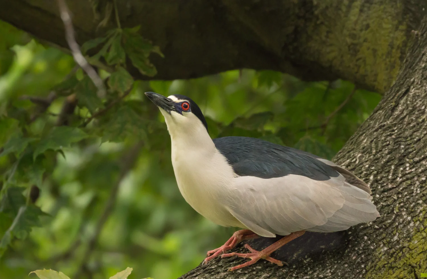Black-crowned Night-Heron