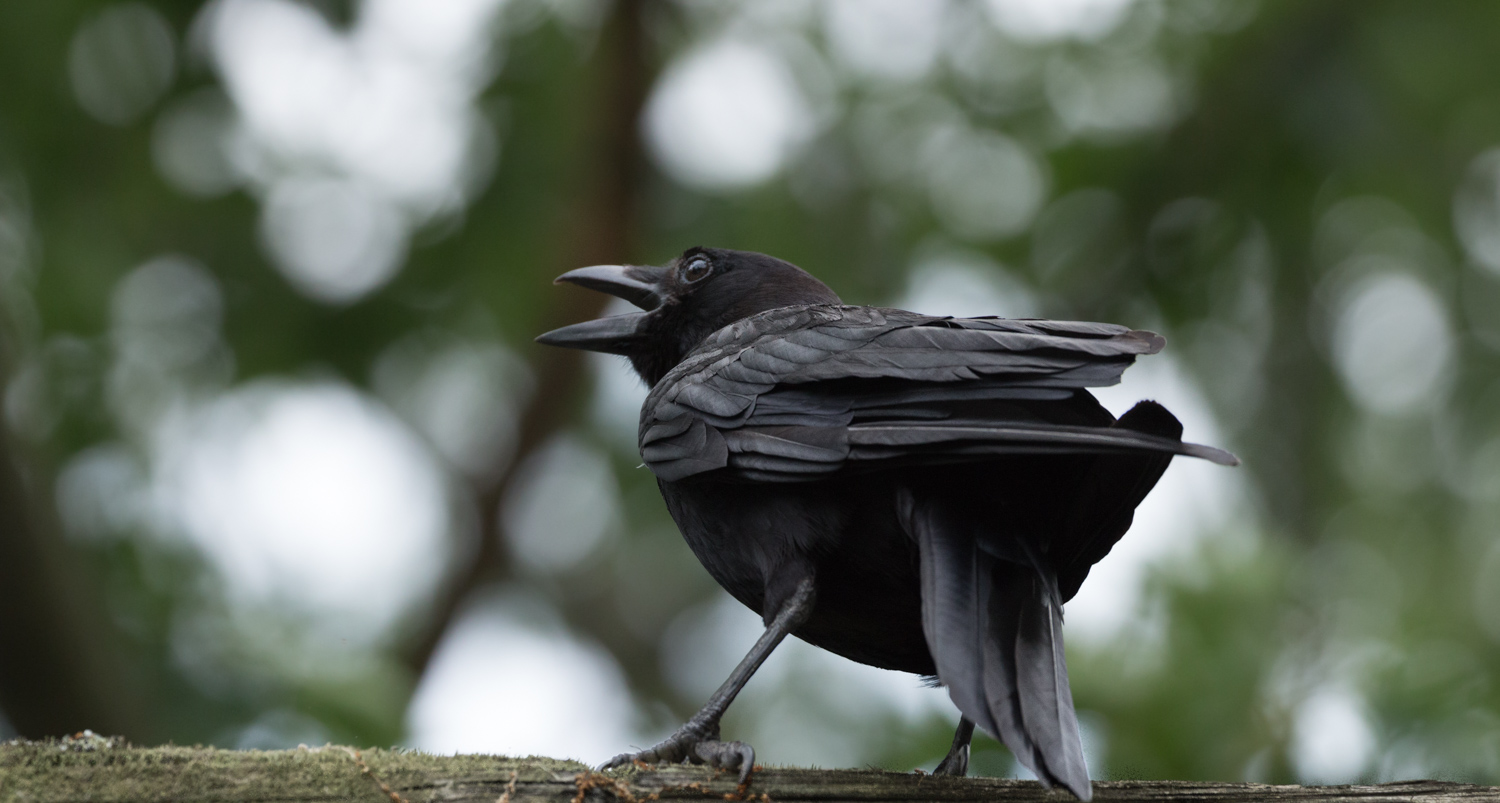  Summer Crow 