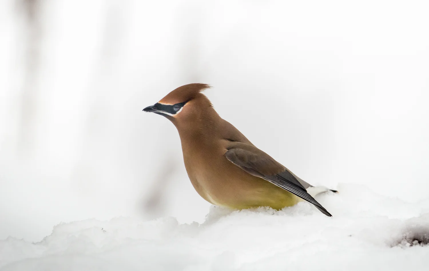 Waxwing in Snow