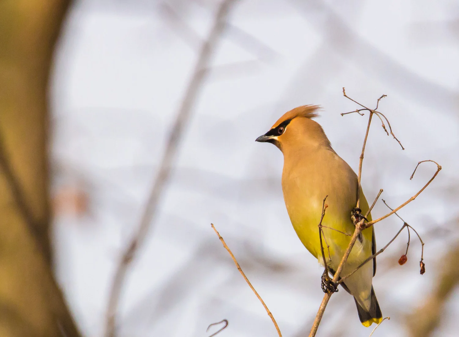 Waxwing Illuminated