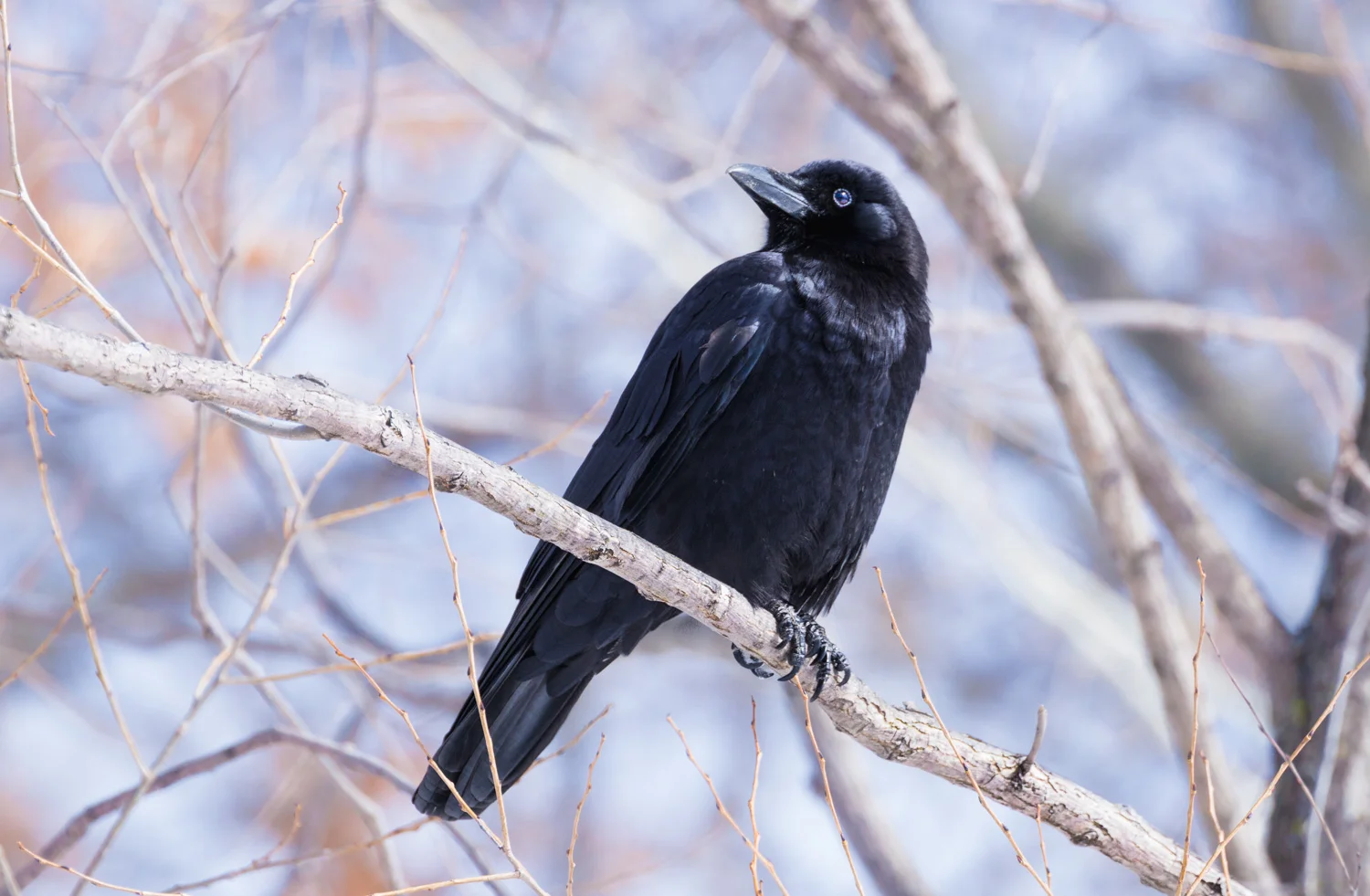 Winter Crow