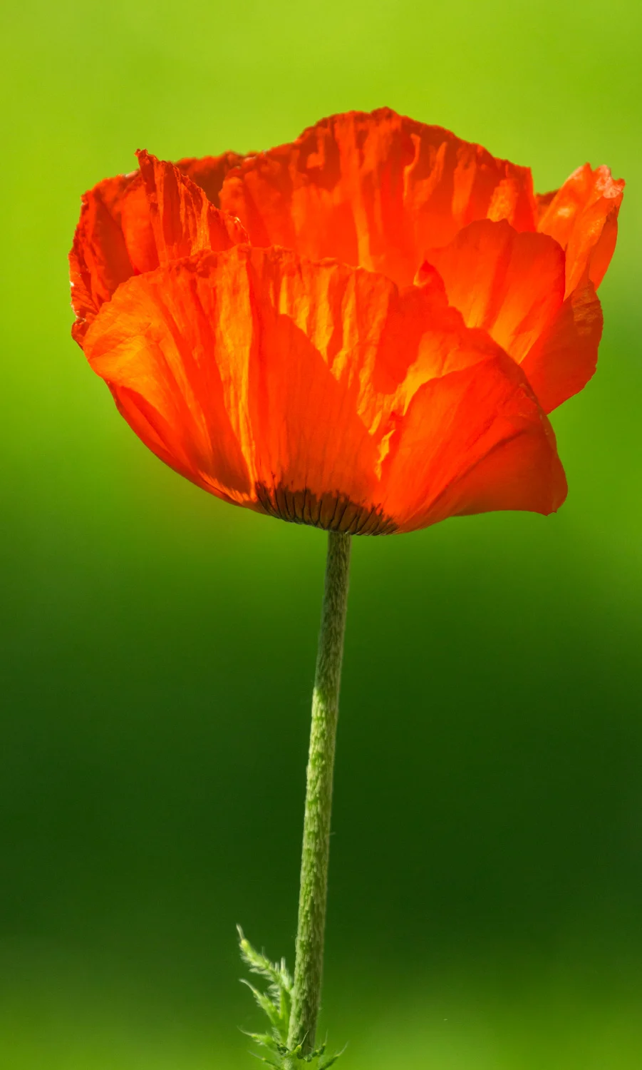 Poppy w/Green