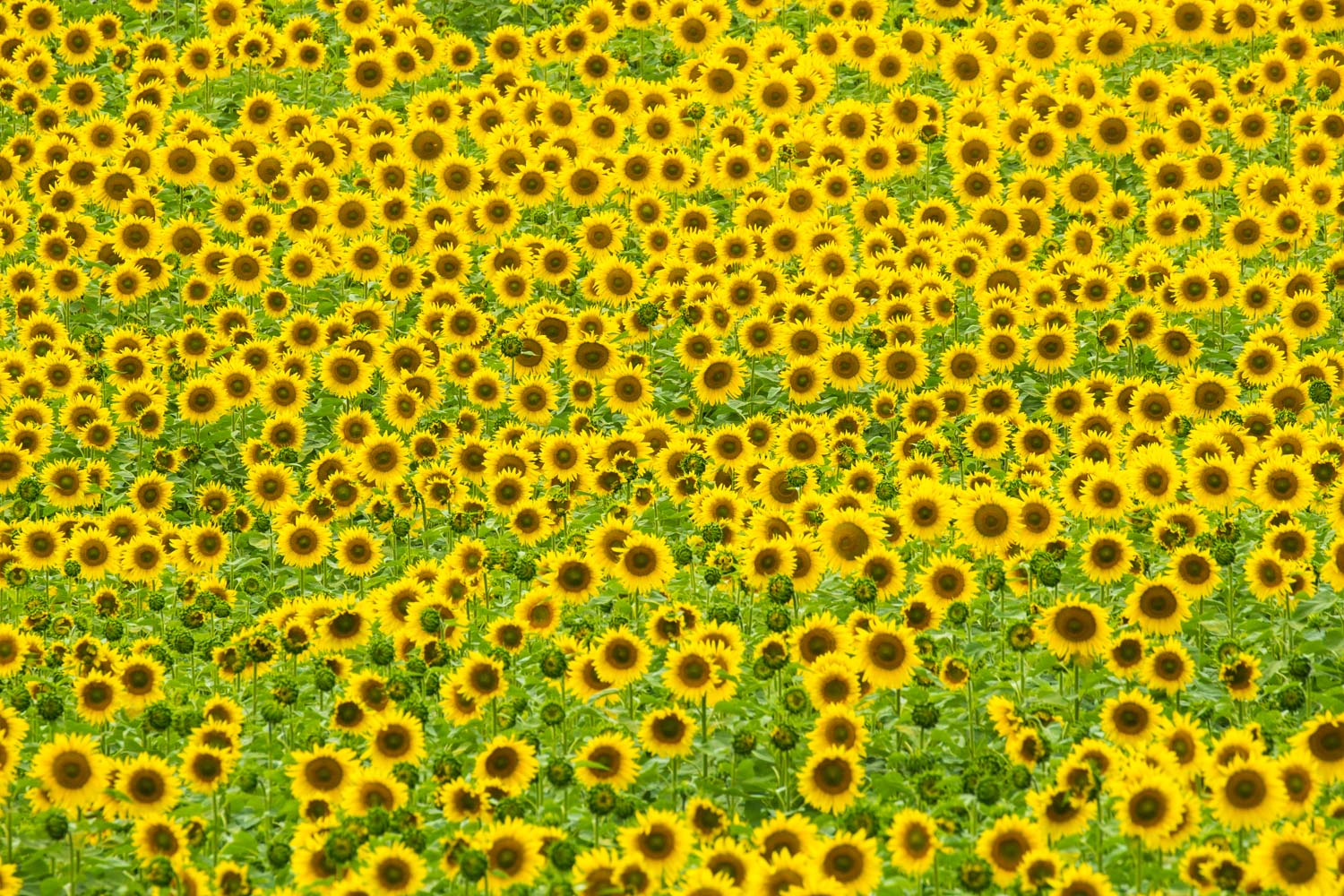  Symphony of Sunflowers 