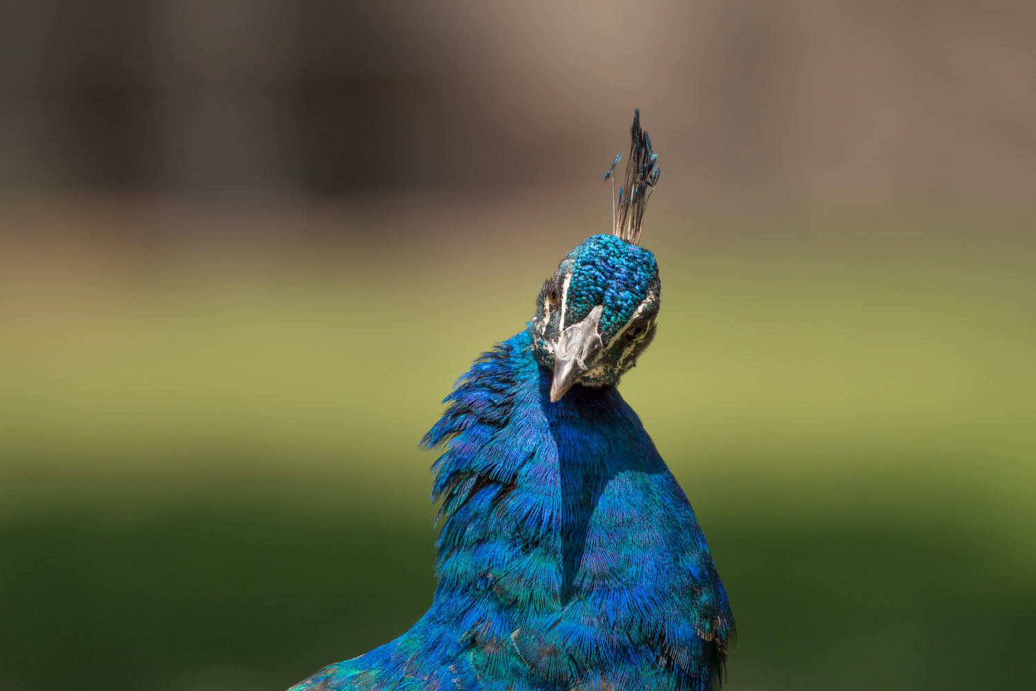  Peacock Blue 