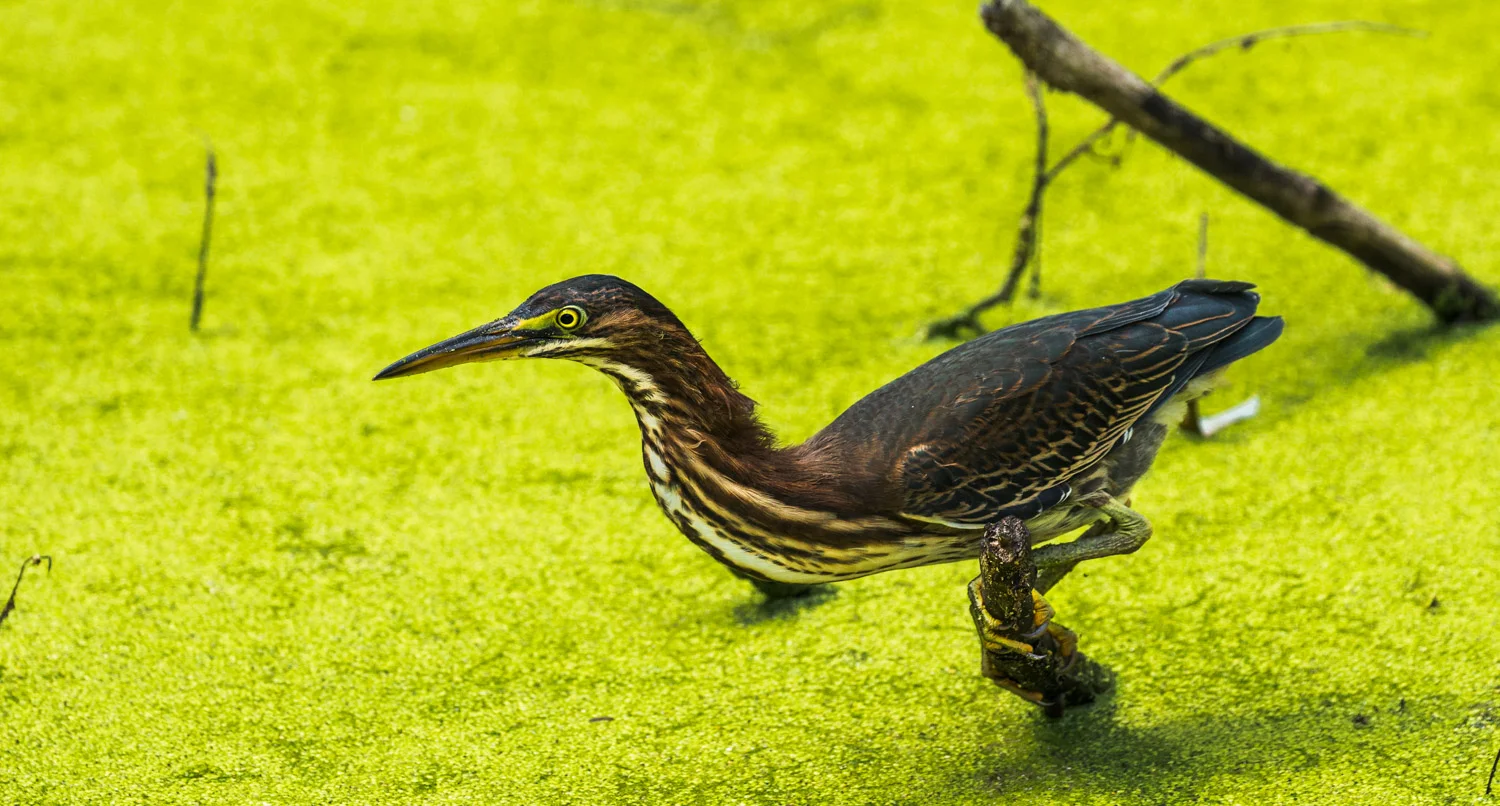 Green Heron on Luminous Duckweed