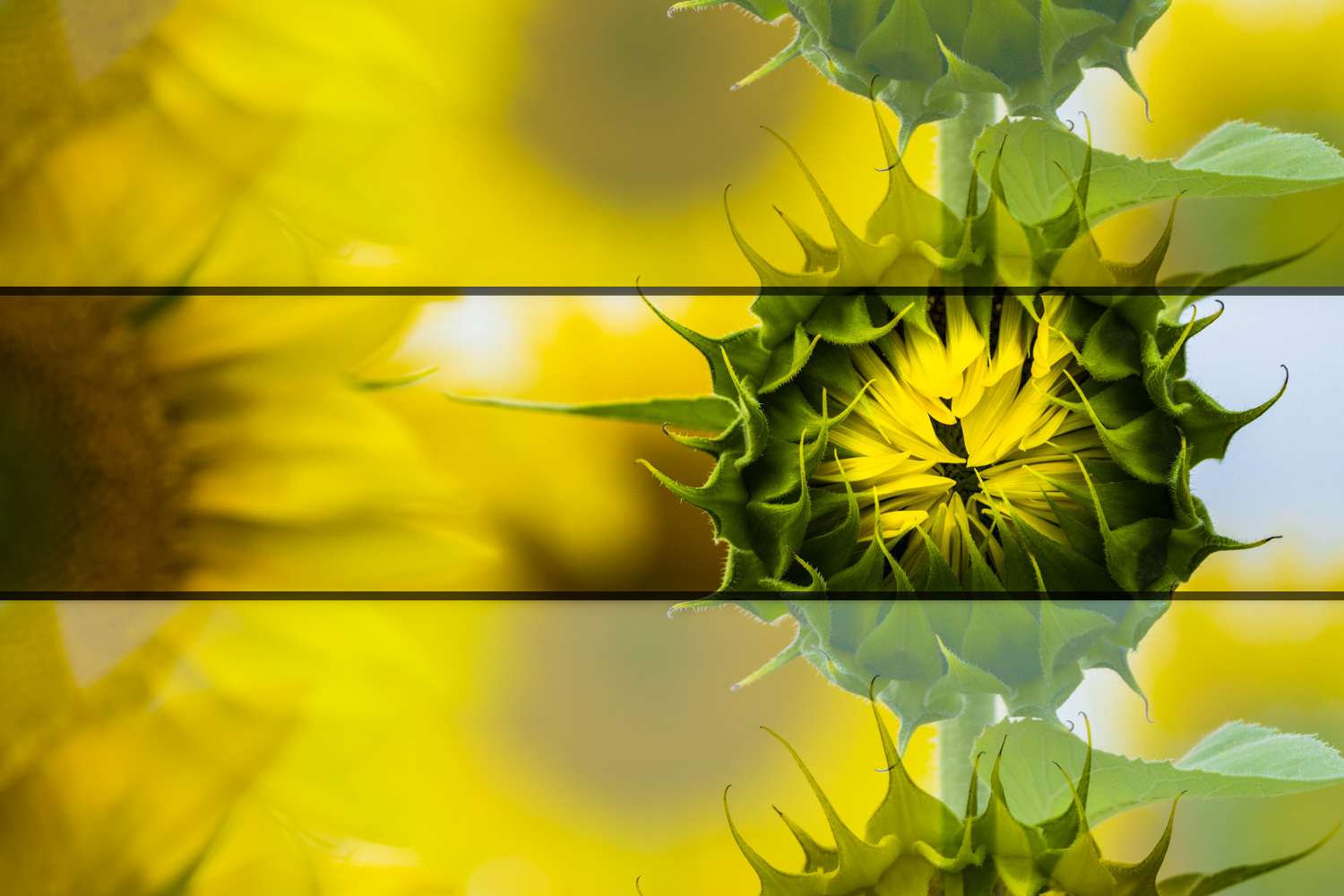  Sunflower Triptych 