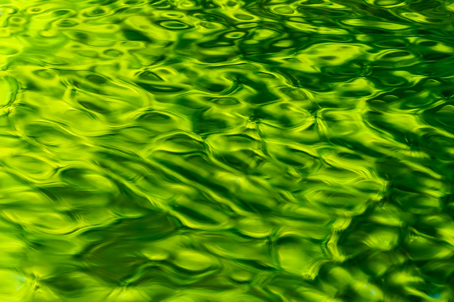  Liquid Light: Dreaming in Green 