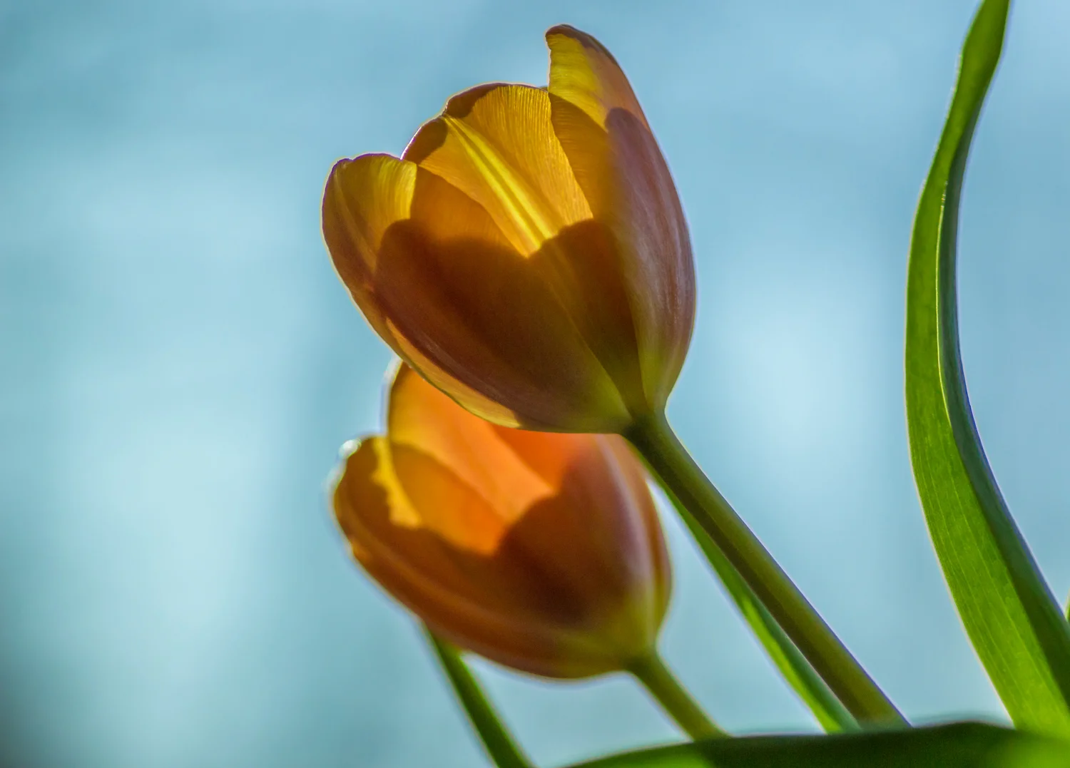 Tulip Sky