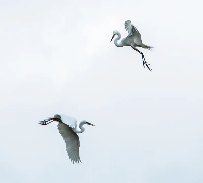 Sky Dancers