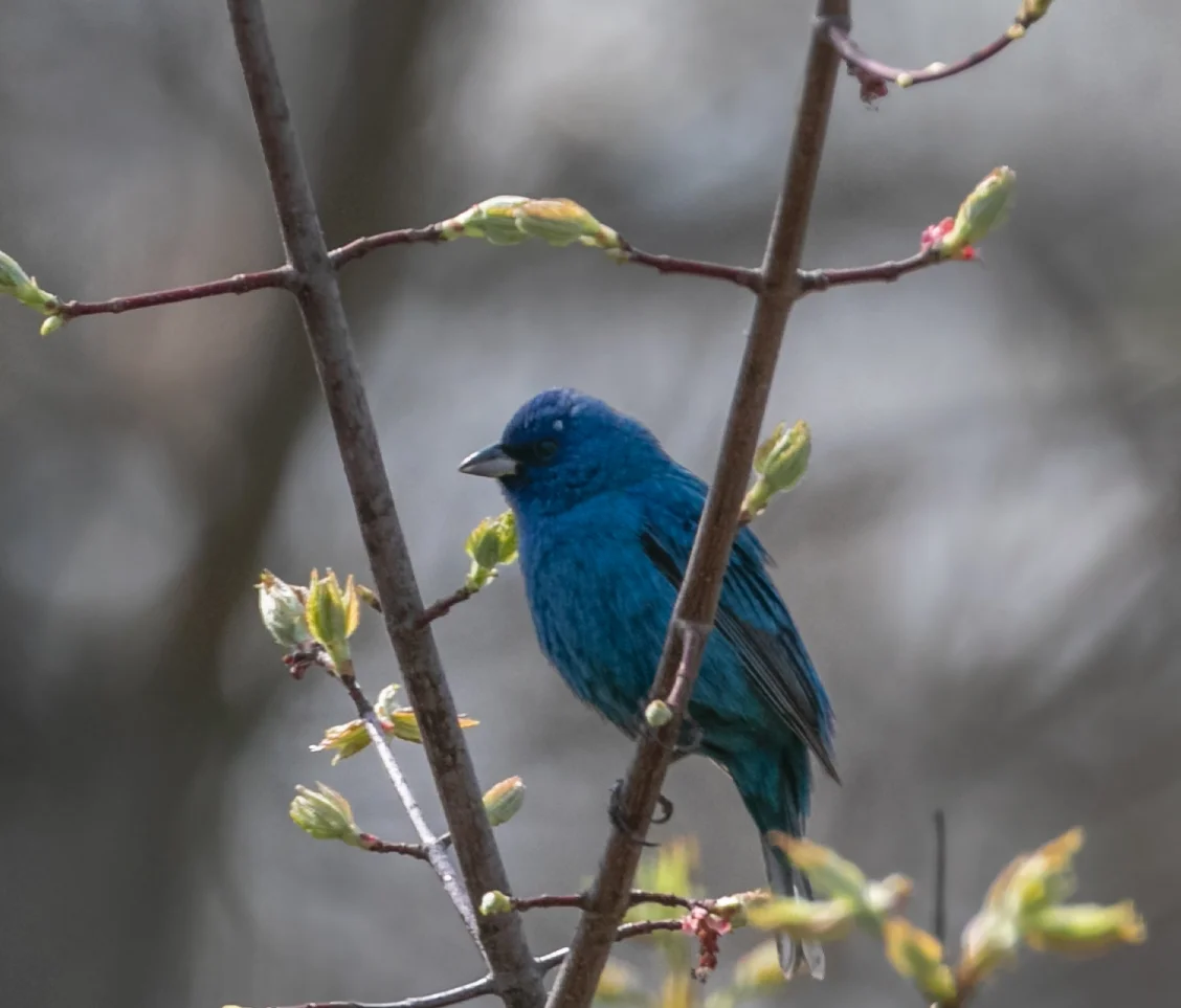 Indigo Bunting in Spring Branches