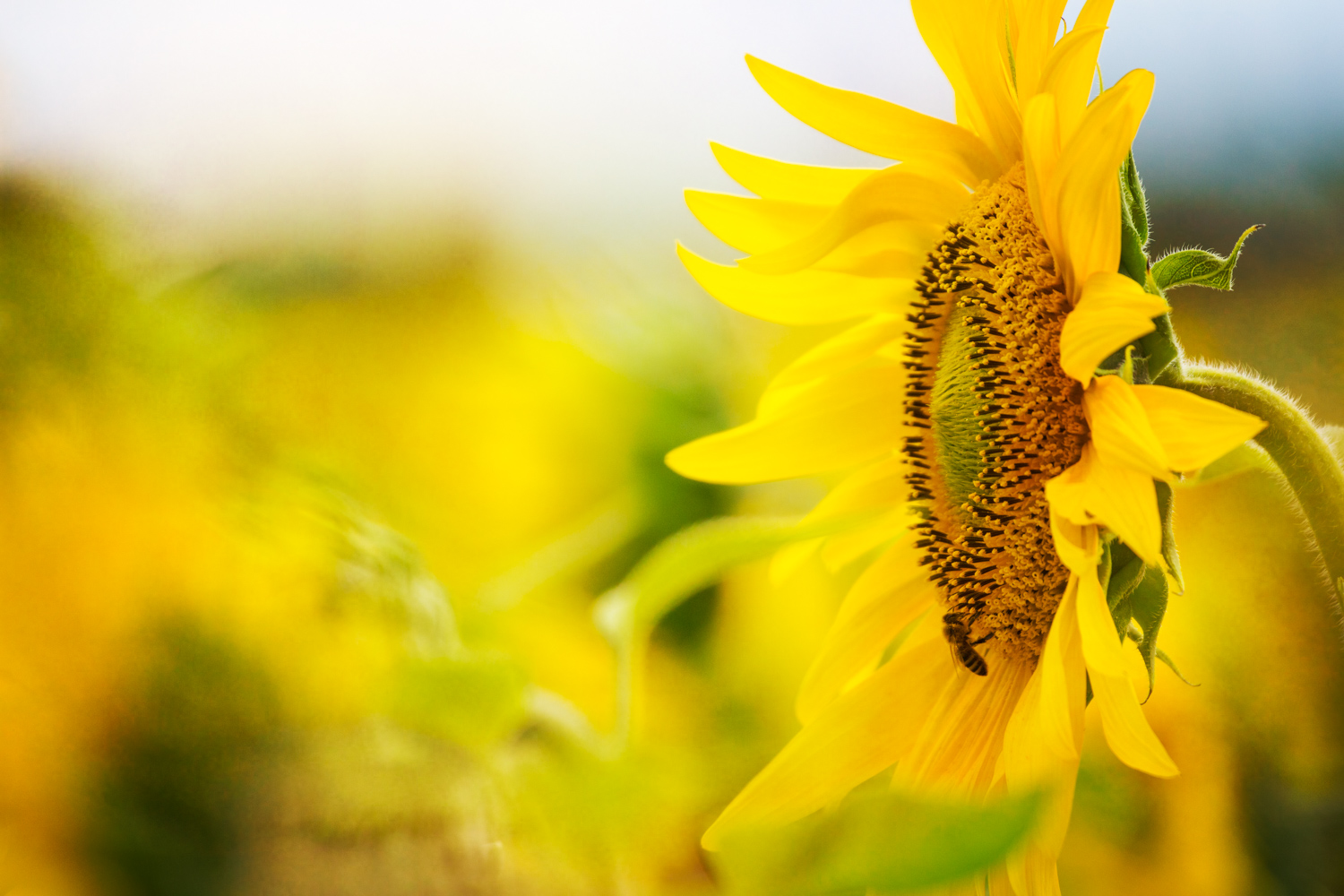  Sunflower Magic 