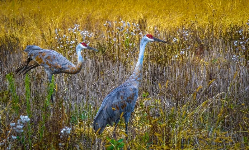 CranesAmidstAutumnGrasses-.jpg