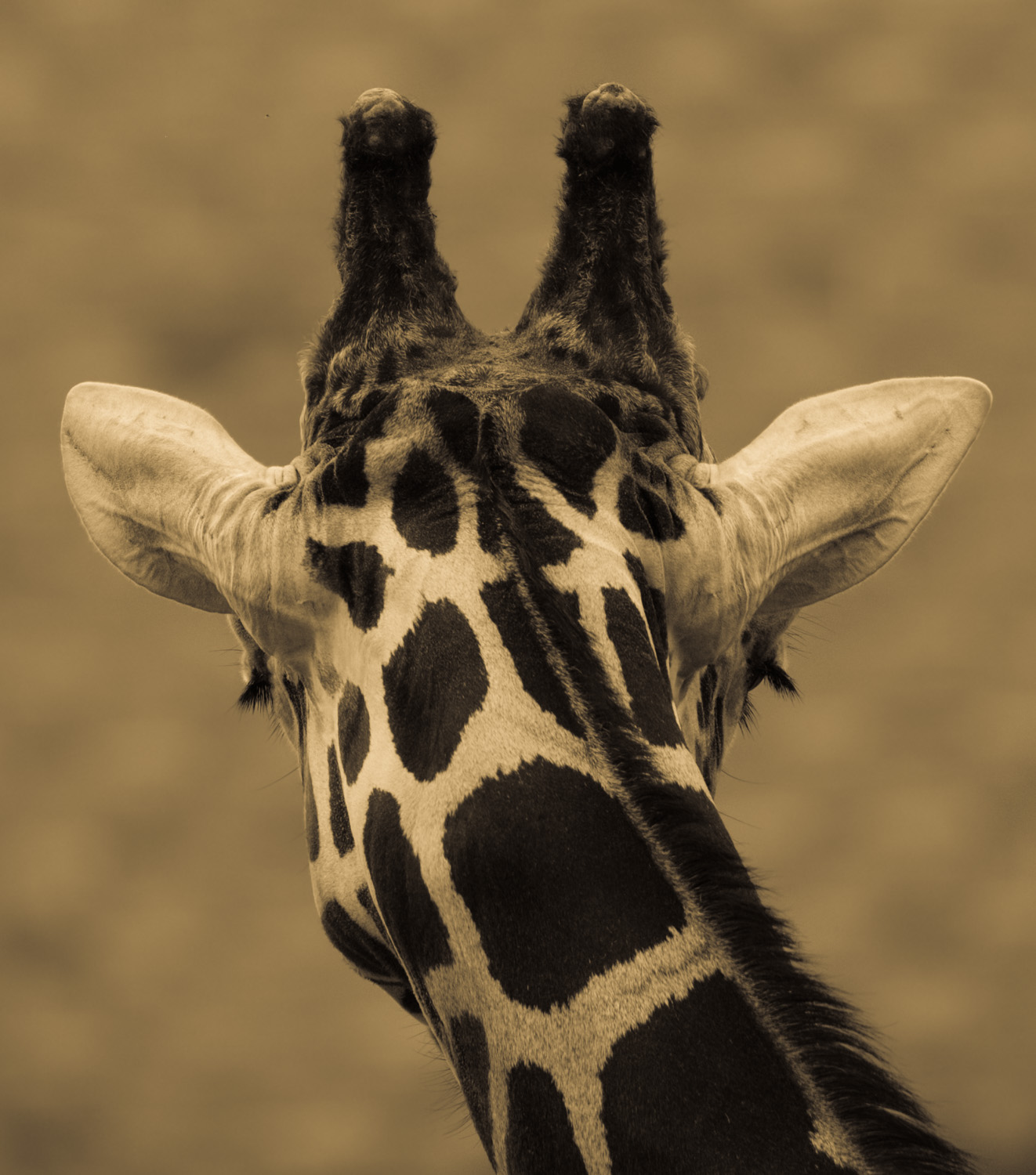  Giraffe 