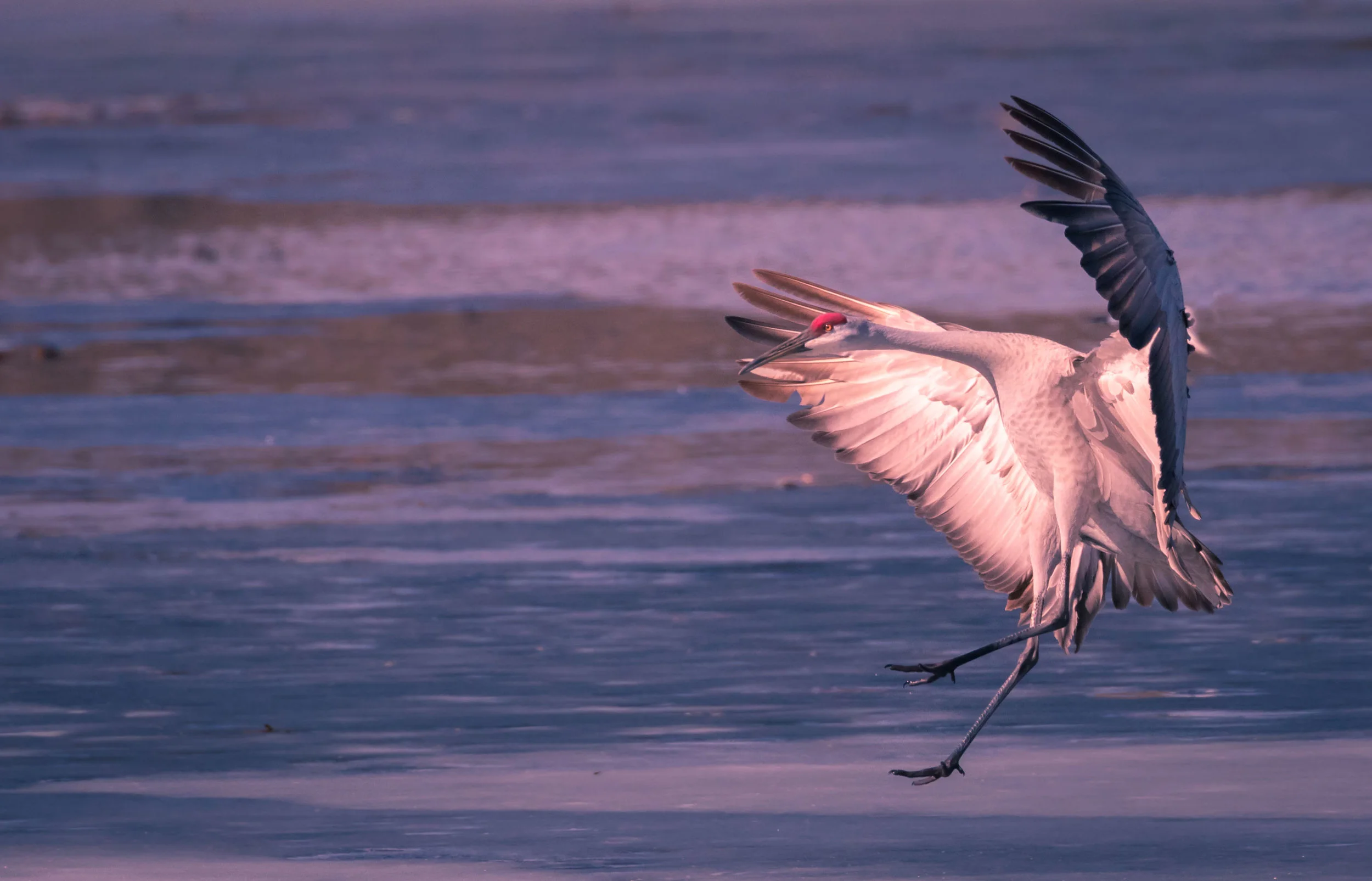 Crane in Violet Light