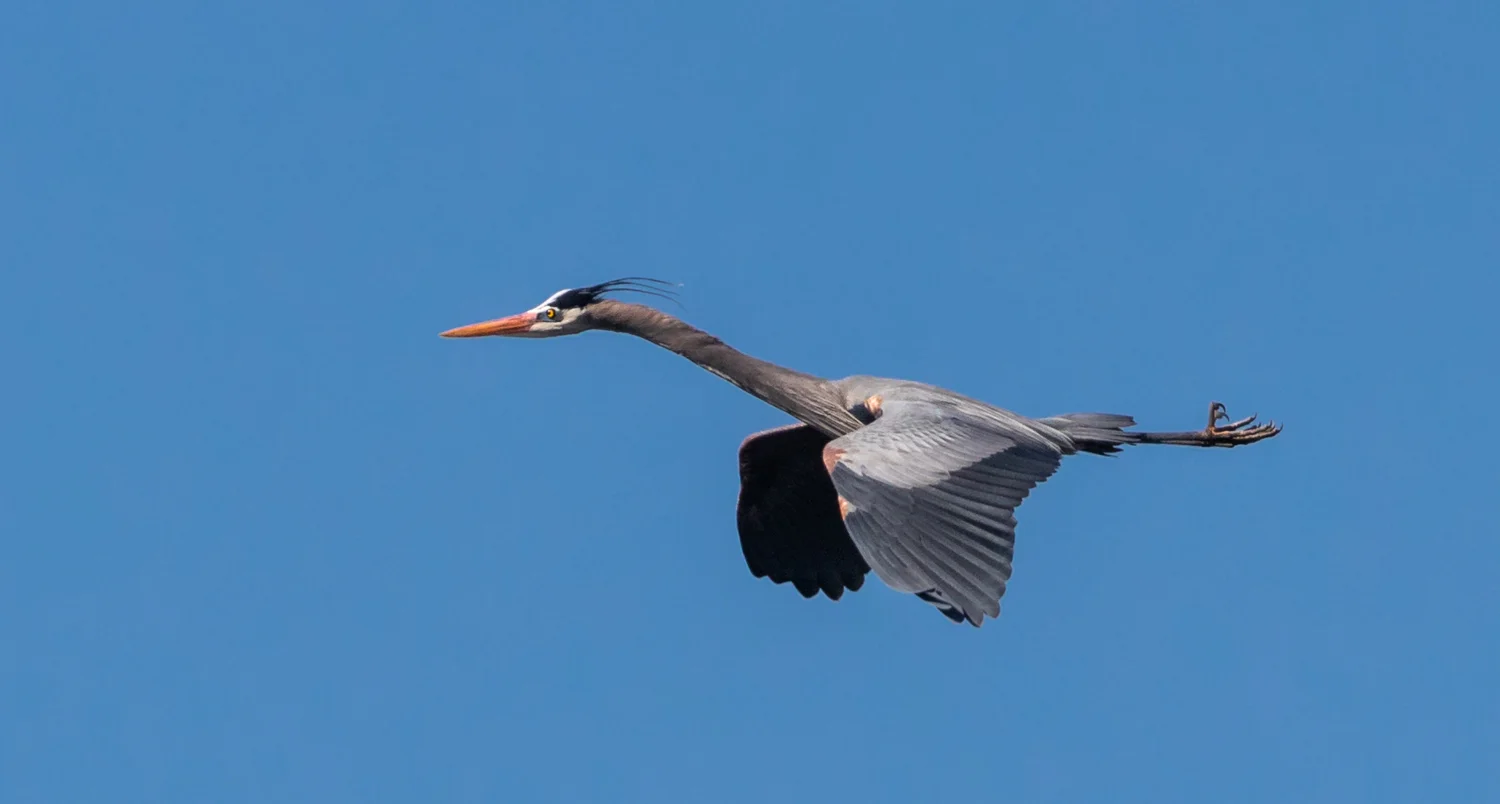 Whimsical Heron