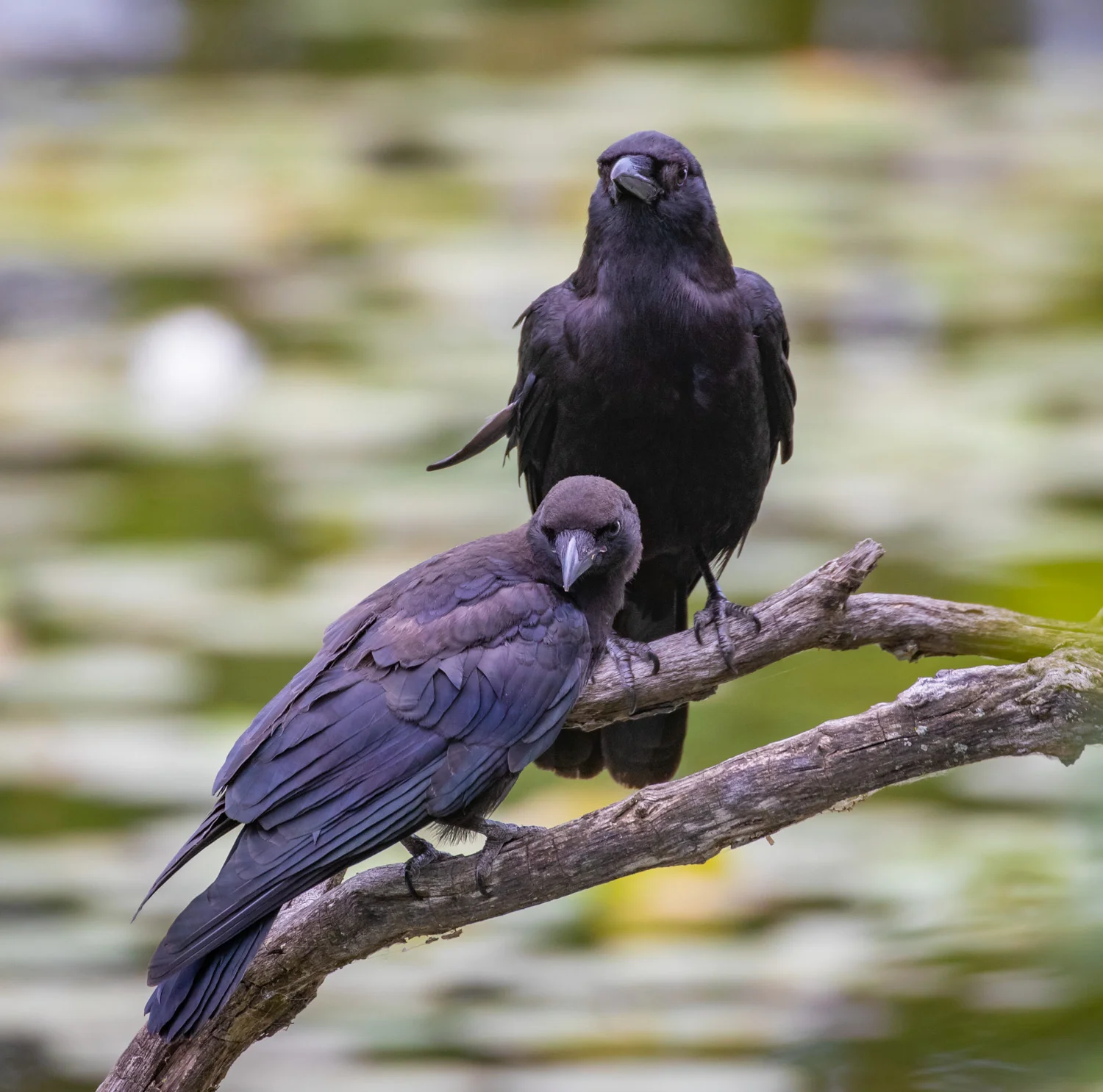 Crow Mother and Child