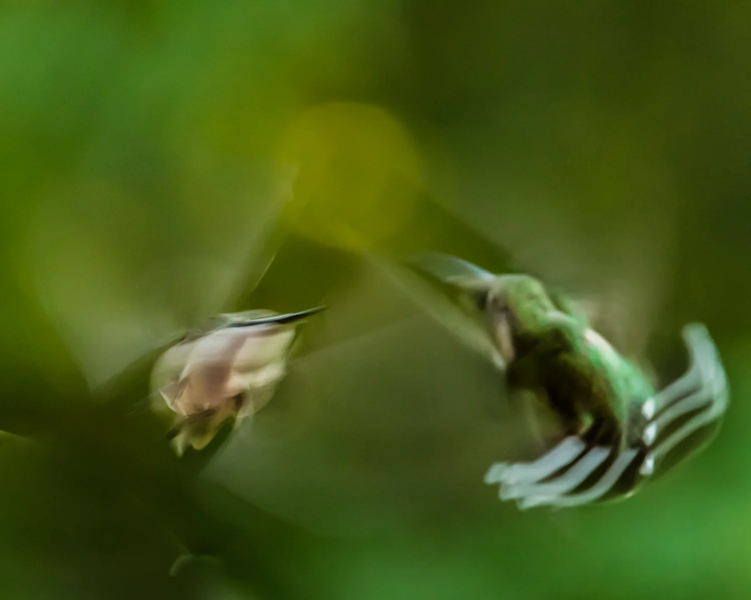 Hummingblurs