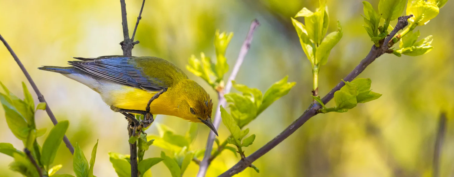 Prothonotary Warbler